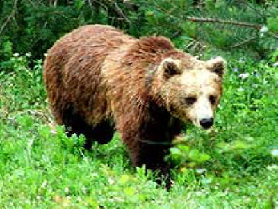 Bulgarian wildlife